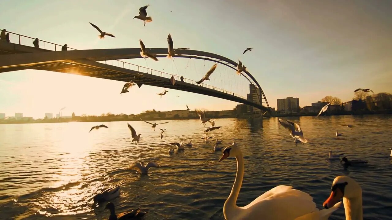 colorful sunset scenery of birds flying in slow motion