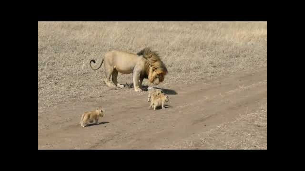 Beautiful animal video || lion || king of forest