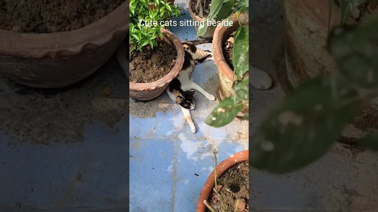 Cat sitting between tree pot,#shorts,#treepot,#cat,#babycat,#animal,#animallover,#viral,#catlovers