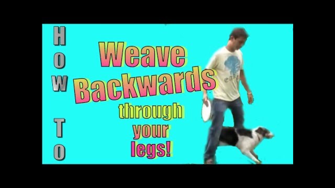 How to Teach Your Dog to Back Up and Weave Backwards Through Your Legs