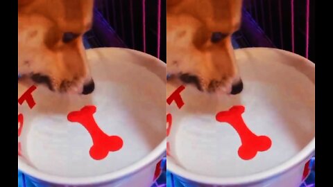 I prank my dog ​​with a box of water I made a bone