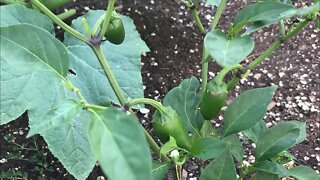 Spicy Pepper Plant Flowering Stage