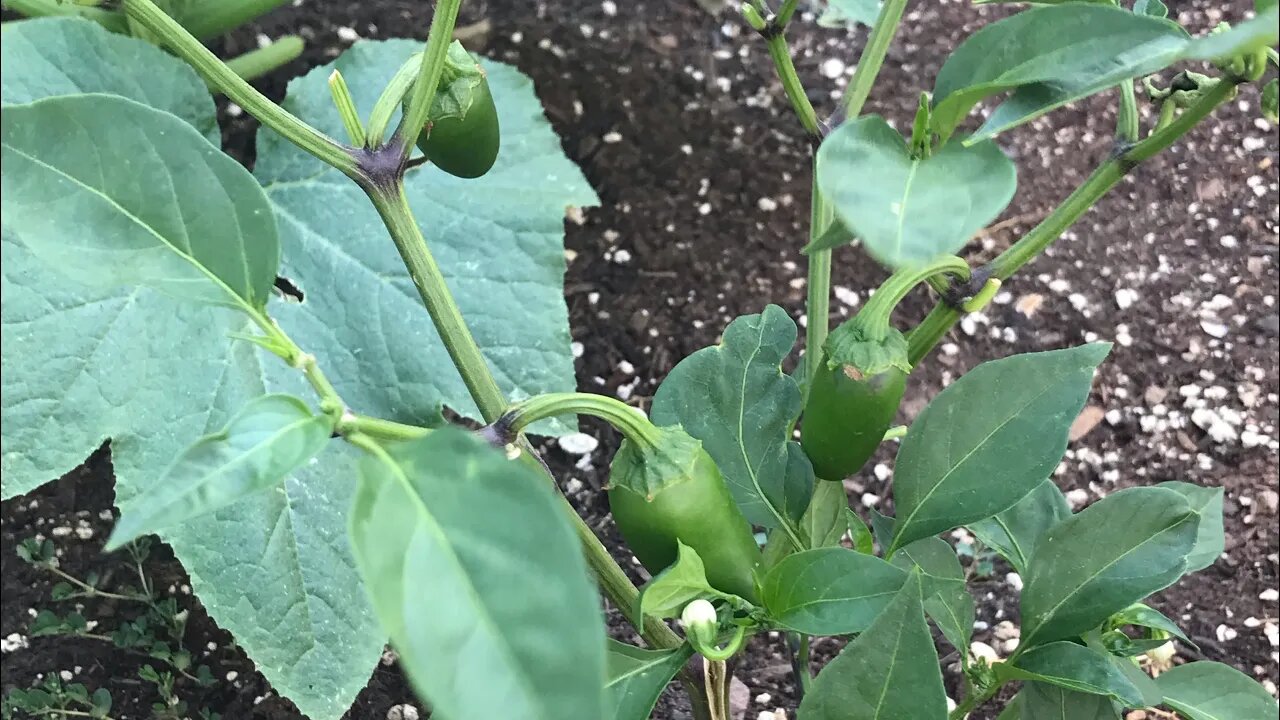 Spicy Pepper Plant Flowering Stage