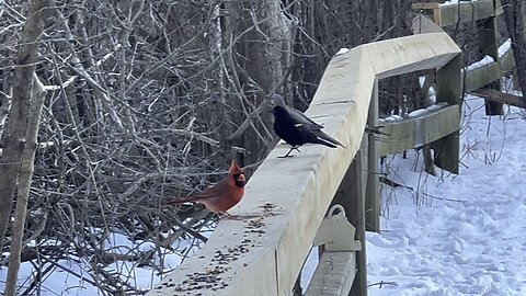 James Gardens Toronto birds