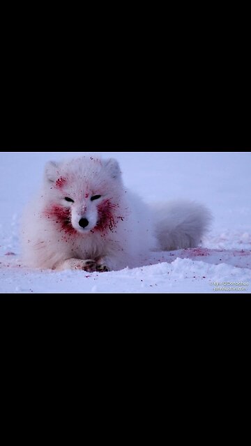 Revealing The Truth of arcticfox#truestory #storytime #arcticfox