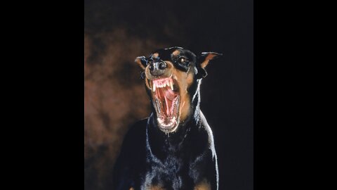 Never provoke a Dobermann