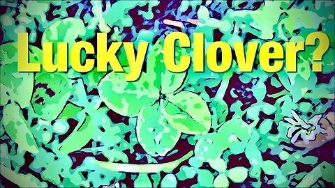 Lucky Clover?