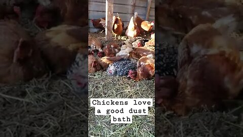 #chickens #homesteading #farmanimals #farm