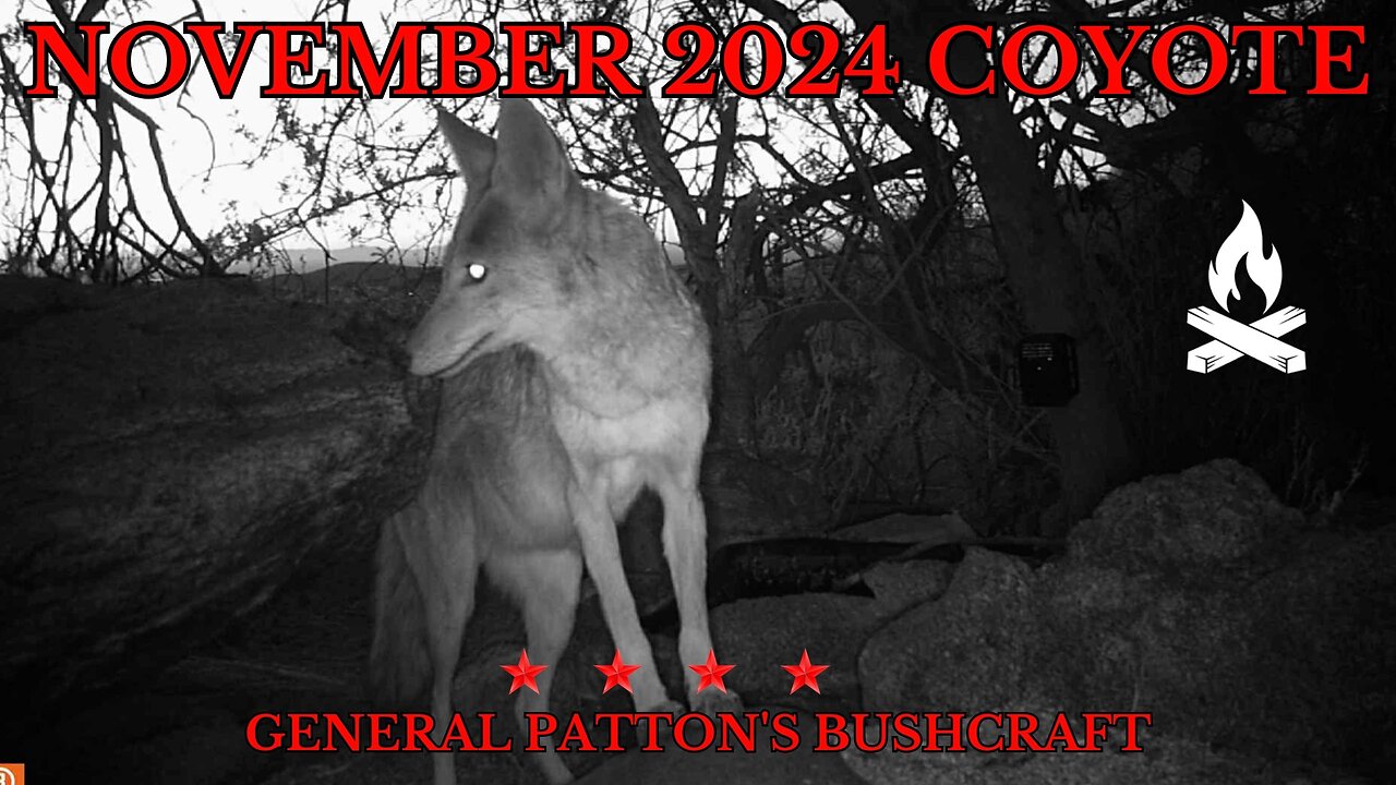 NOVEMBER 2024 COYOTE TRALCAM FOOTAGE