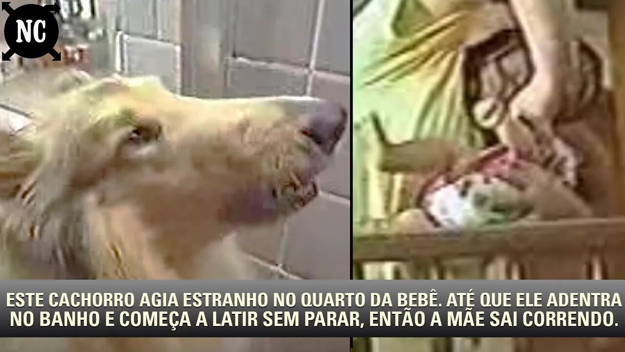 Este cachorro agia estranho no quarto da bebê. Até que ele adentra no banho e começa a latir sem