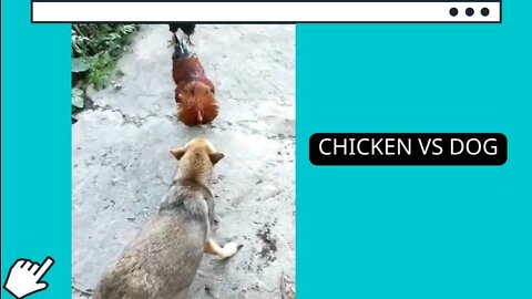 Chicken vs Dog ....see who is win in the end ?!