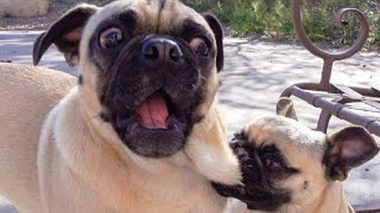 Best Funny Animal Videos 2023 - Funniest Cats And Dogs Video - Part - 54