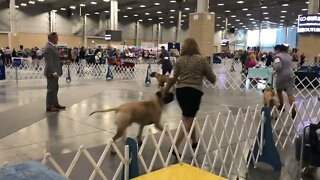 Breed ring. Willow taking points LonelyCreek bullmastiff