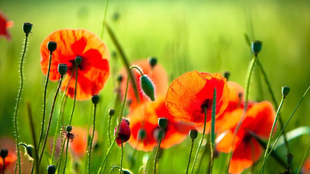 Beautiful Relaxing Piano Background Music for Stress Relief, Study Music, Positive Energy Music