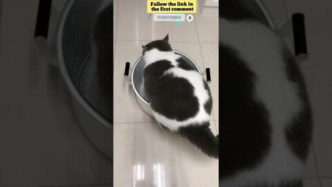 cute cat videos 😹 funny videos 😂 658 😻 #shorts #shortsfunny #cutecat #catvideos #catsfood #catscare