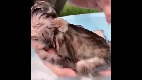 Monkey Bath