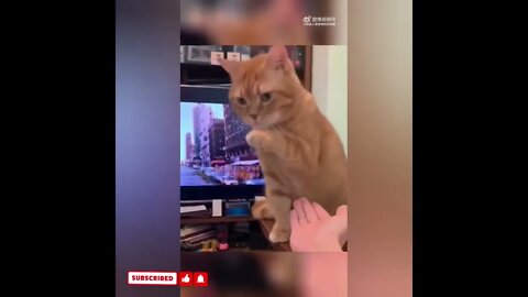 cute cat videos 😹 funny videos 😂1735