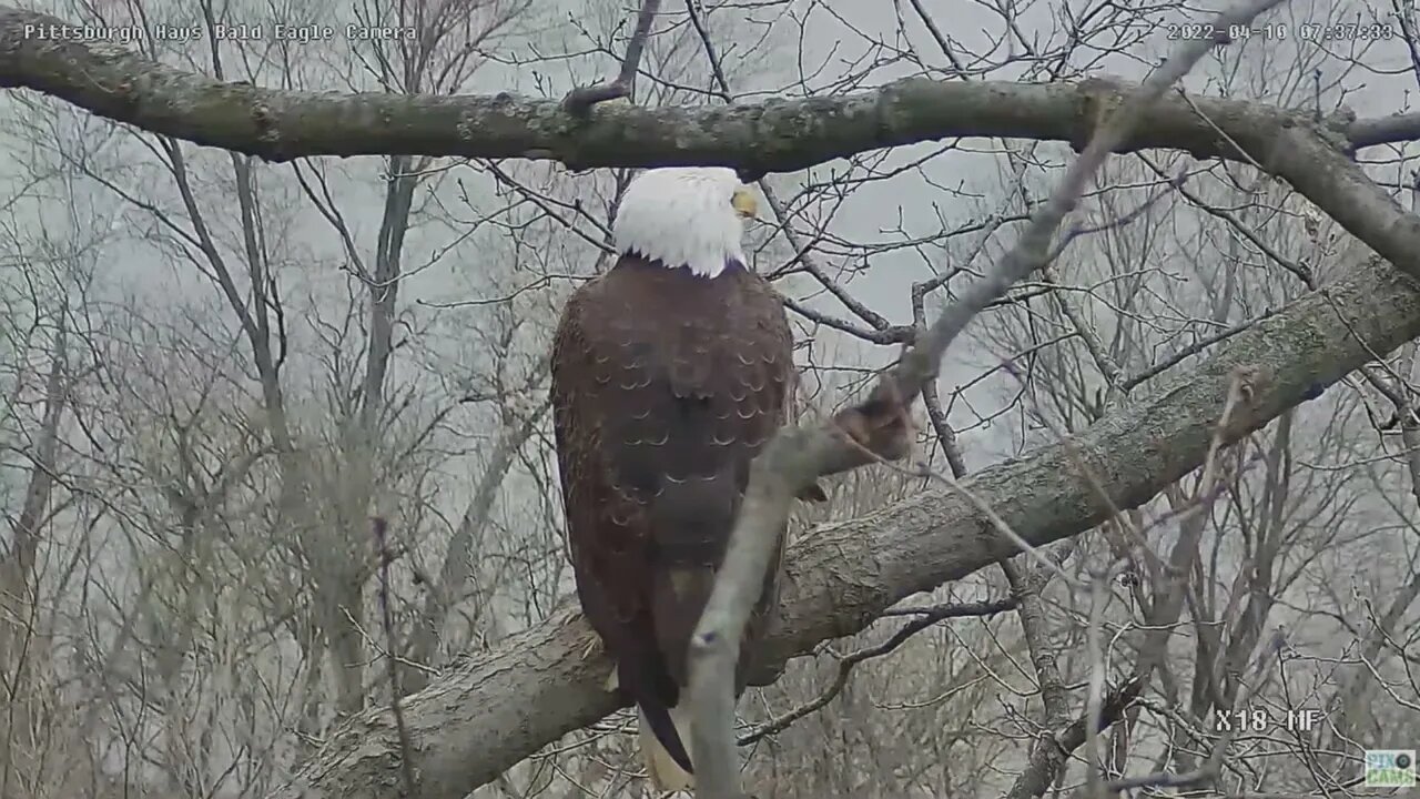 Hays Bald Eagles Nest Area Pan 2022 04 10 736am