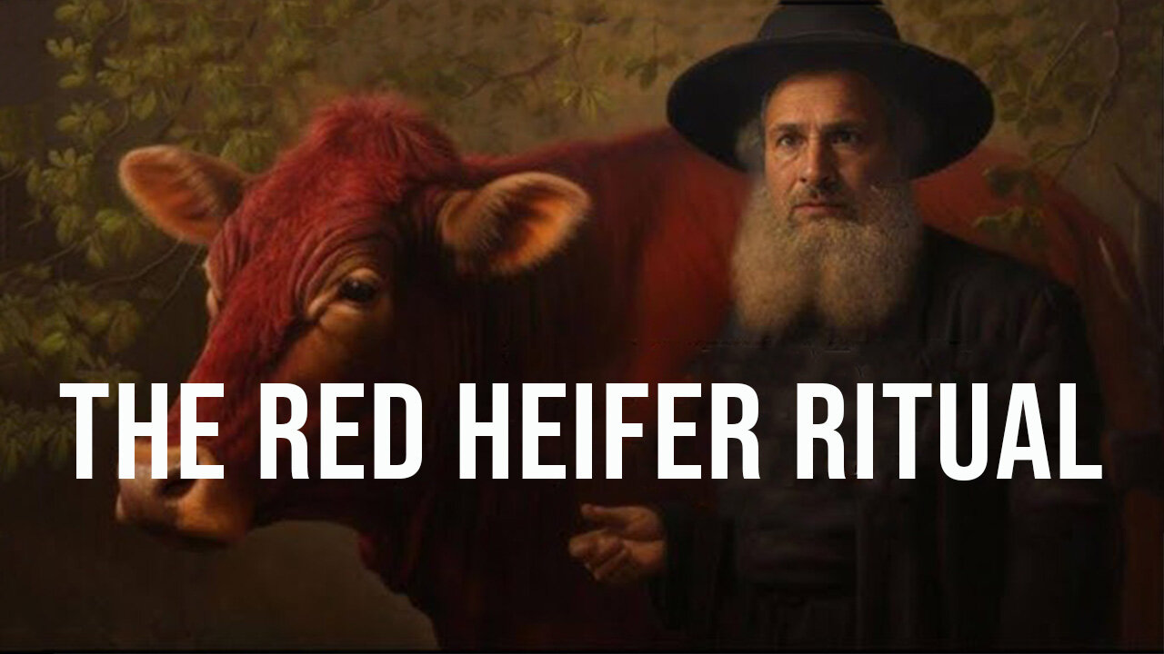 The Red Heifer Ritual | Mondo Gonzales