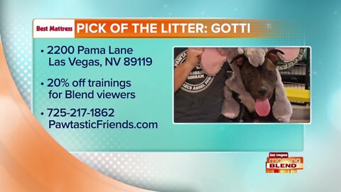 PICK OF THE LITTER: Gotti!