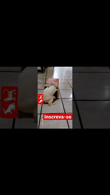 Gato coelho garotelho