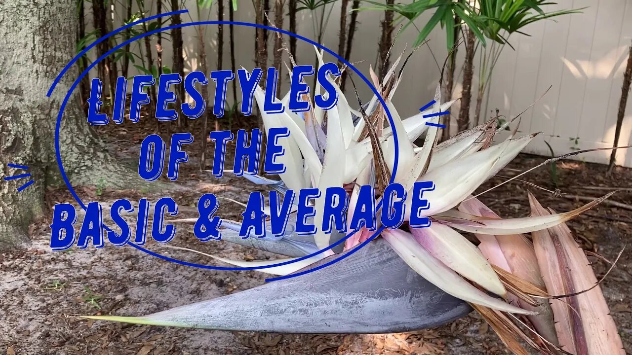 Lifestyles of the Basic & Average Ep2 - Spring Yard Clean Up Pt 2 Giant White Bird of Paradise