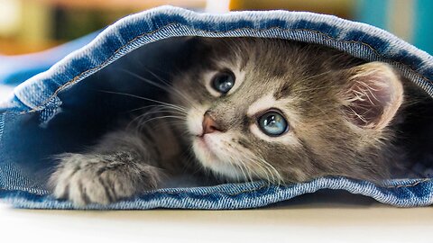 Most Funny Cats Animal Videos for kids 2023 never stop laugh 🤣must watch