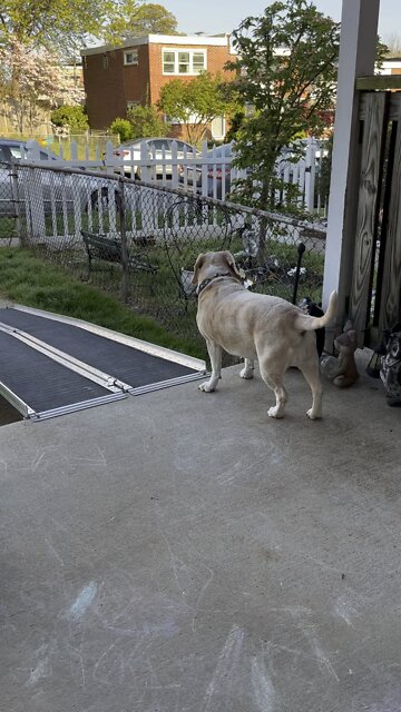 Dog on the porch