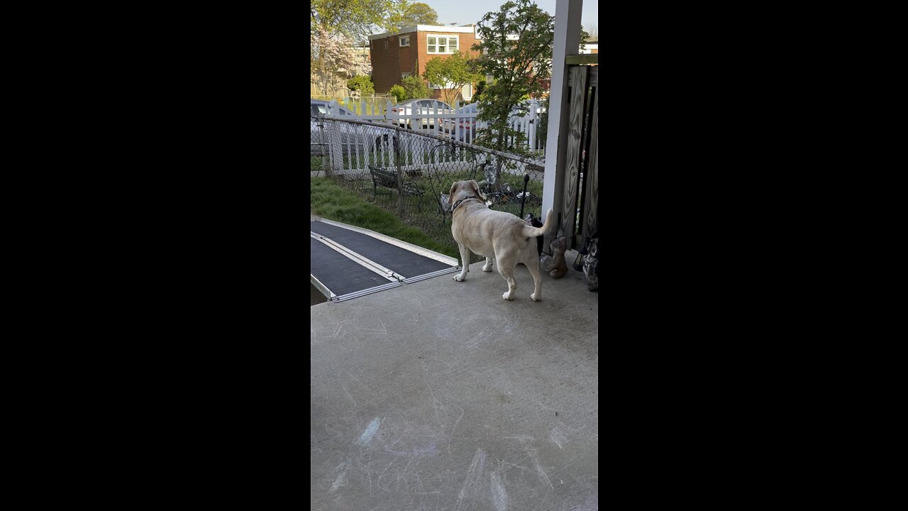 Dog on the porch