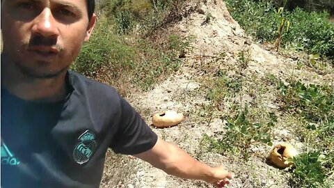 Minha roça de melancia, Feijão, Andu, Guandú, Milho #Nordeste