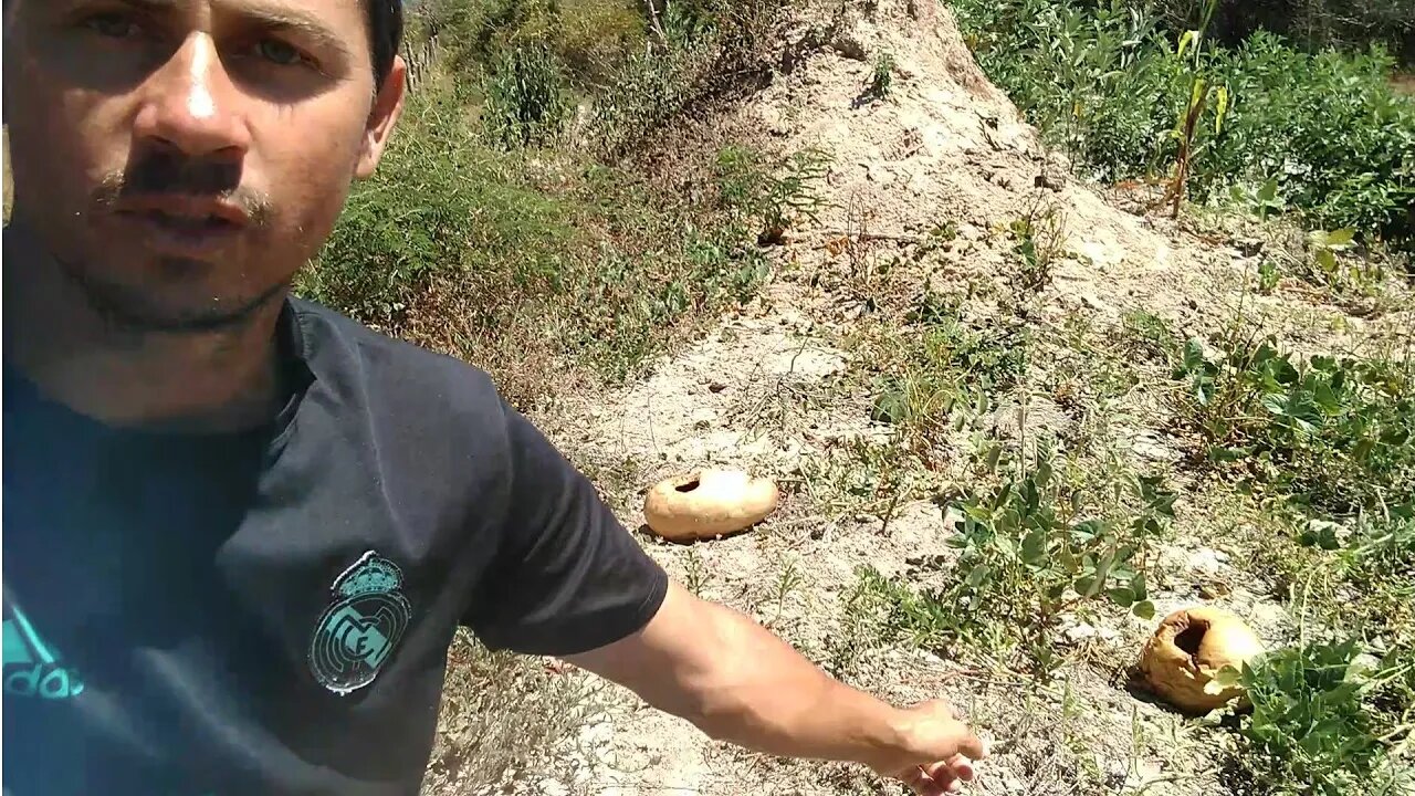 Minha roça de melancia, Feijão, Andu, Guandú, Milho #Nordeste