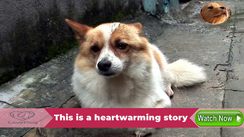 Waiting for 5 Years, Touching Hearts: The Loyalty of Dog Abu and His Journey of New Beginning