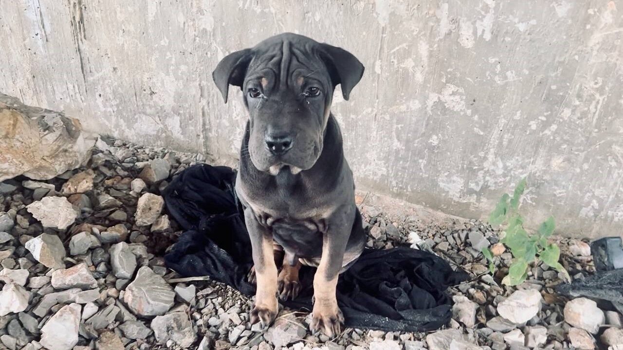 He Was Kicked Out And Sat There Waiting For His Deceased Owner In Vain