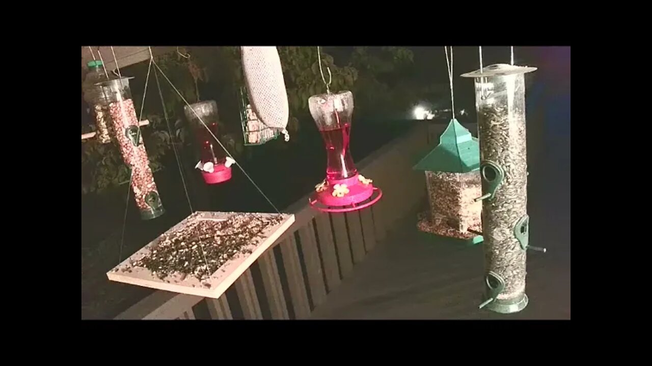 Live Sept 13 2021 Bird Feeder in Asheville NC. In the mountains