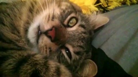 Funny cat videos 😂🤣