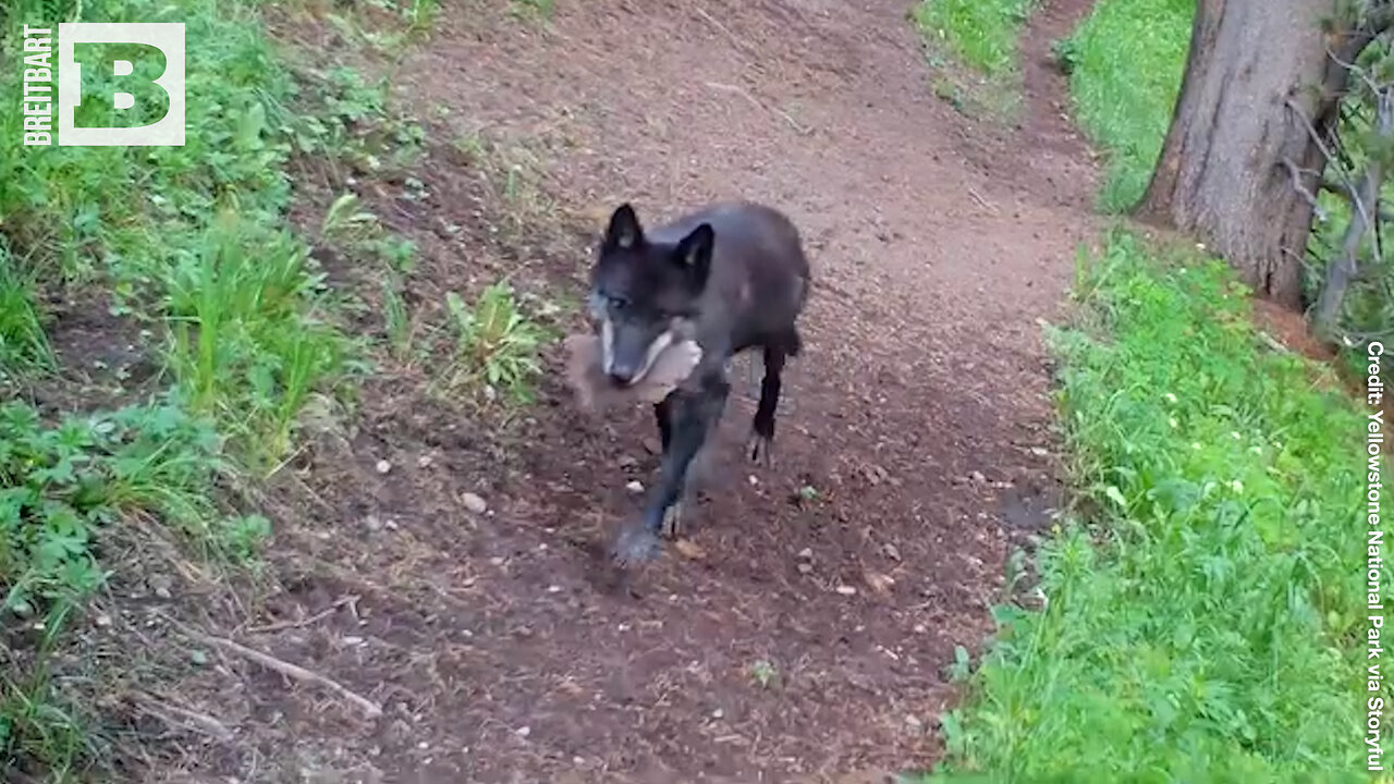 PARK LIFE: Yellowstone Wolves Filmed Bringing "Toys" to Their Cubs