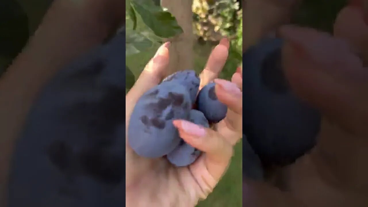 Няма по-вкусно от домашното! 🍒 #shorts