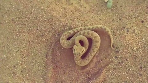 Do you know the desert snake, Cerastes?