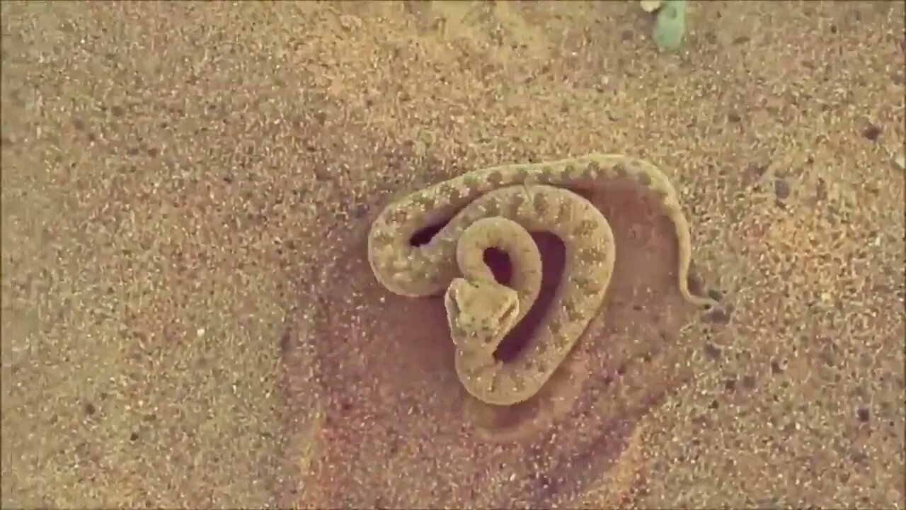 Do you know the desert snake, Cerastes?