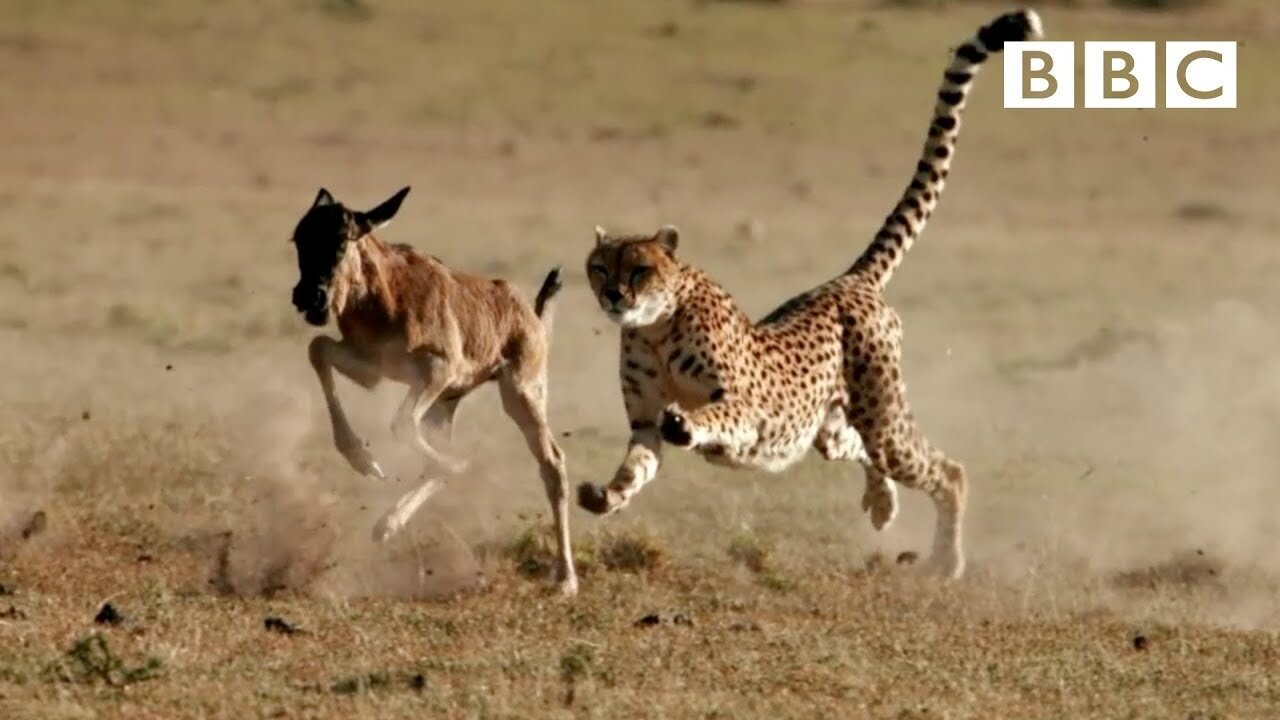 Cheetah chases wildebeest | The Hunt - BBC One