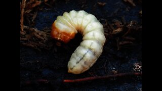 What If Dune's Sandworms Were Real?