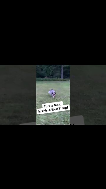 Is Max A #wolfdog ? I Love That He Does This!! #wolfdogs #dogshorts