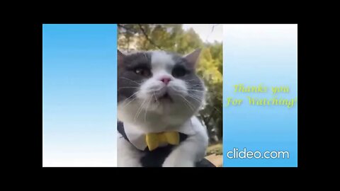 porquinhos fofos animais engracados shorts rhBUeT92