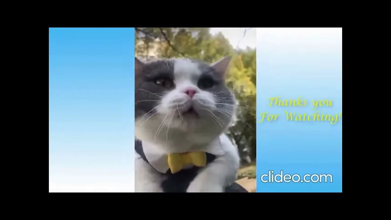 porquinhos fofos animais engracados shorts rhBUeT92