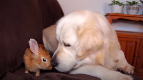 Dog and Rabbit - Their Friendship Has No Limits!
