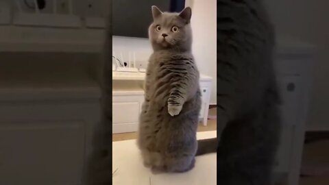 What a hilarious cat! #shorts #cat #funnycats #animals