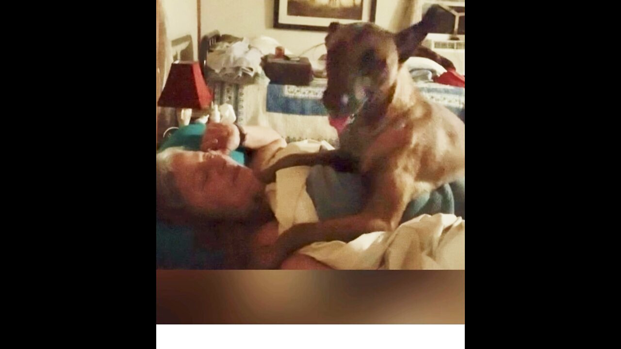 Belgian Malinois dog gives the best goo night hugs!!!