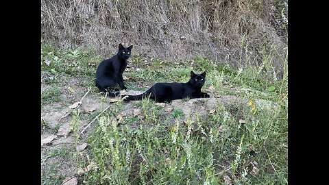 Tyler messin with kittens