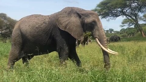 Elephants are eating grass happily