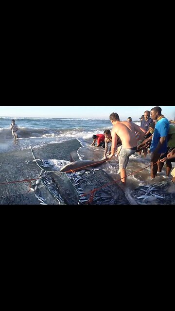 Shark rescued from fishing net 'death trap' just in time